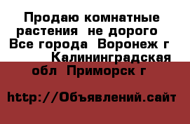 Продаю комнатные растения  не дорого - Все города, Воронеж г.  »    . Калининградская обл.,Приморск г.